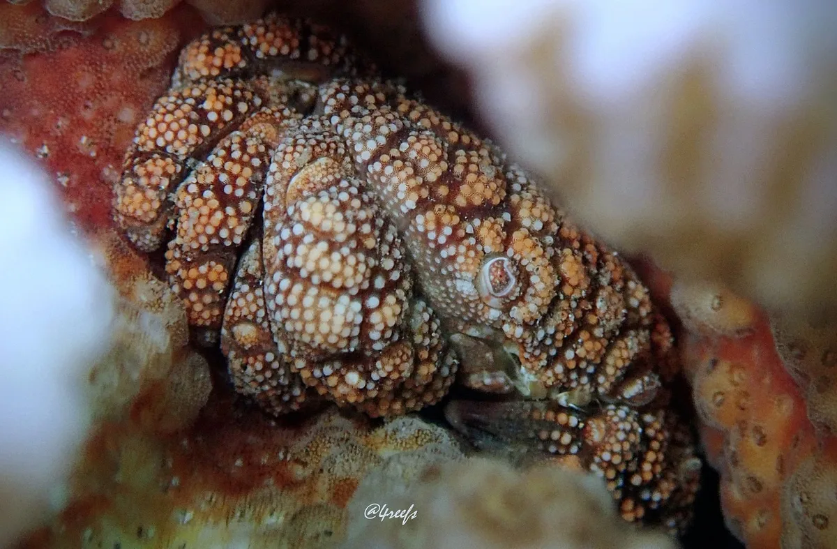 Showy Xanthid Crab
