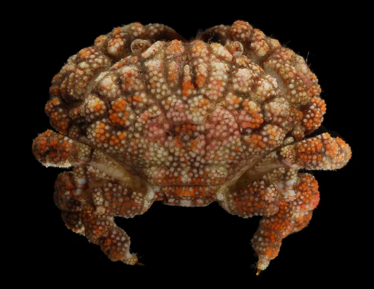 Pseudoliomera speciosa _Ningaloo 2010_NING 0228