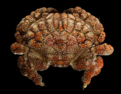 Pseudoliomera speciosa _Ningaloo 2010_NING 0228