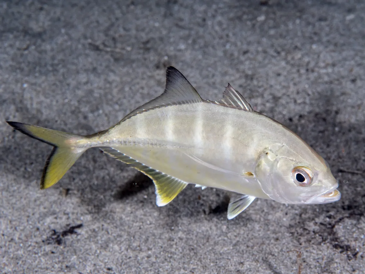 Shrimp scad  (Alepes djedaba)