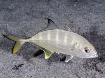 Shrimp scad  (Alepes djedaba)