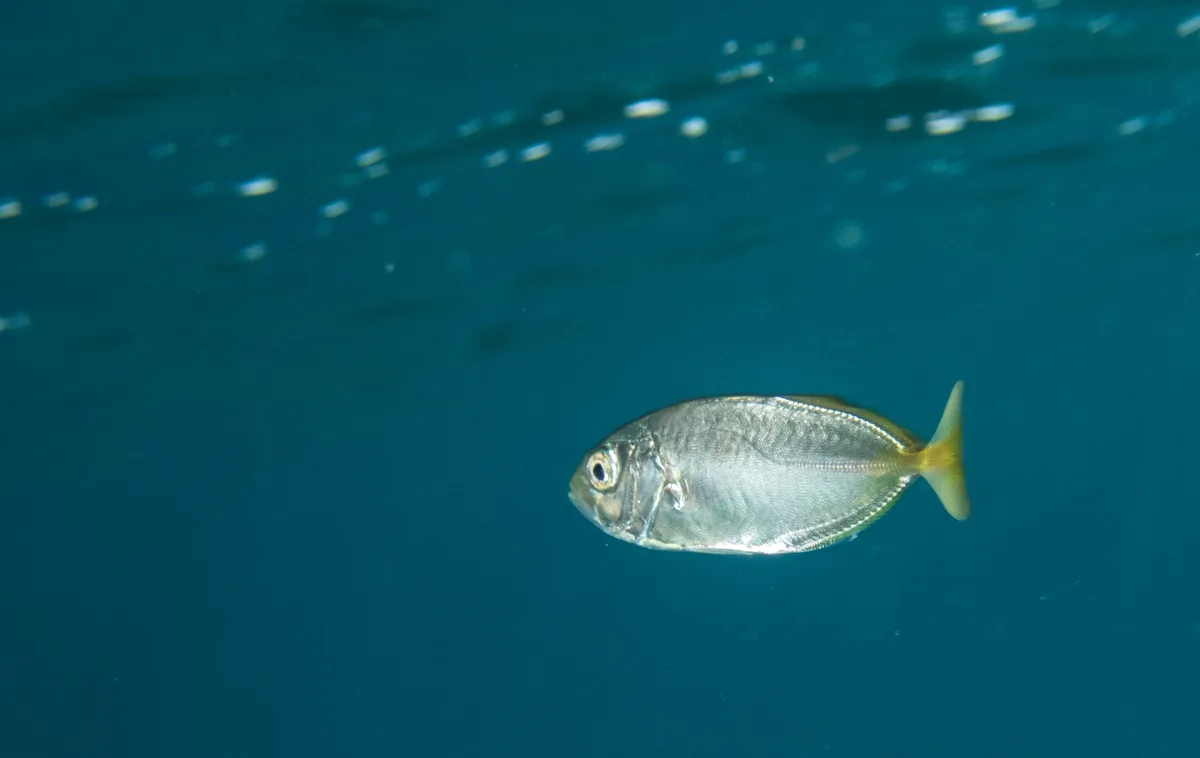 Shrimp scad (Alepes djedaba)
