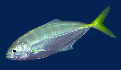 Shrimp scad  (Alepes djedaba)