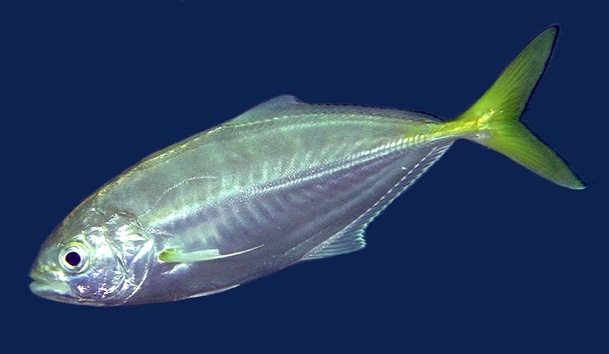 Shrimp scad  (Alepes djedaba)
