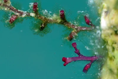 Shrubby Hydroid