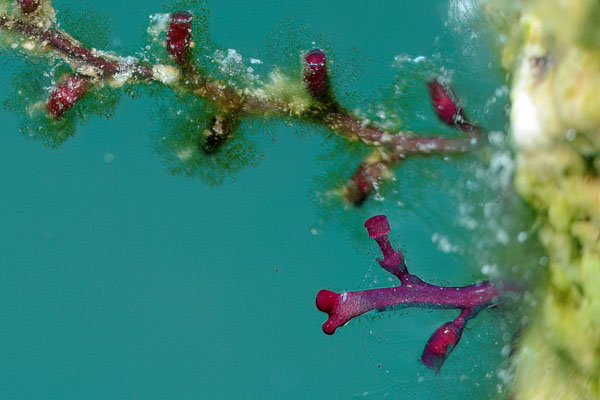 Shrubby Hydroid