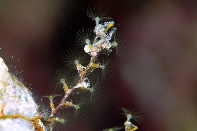 Shrubby Hydroid