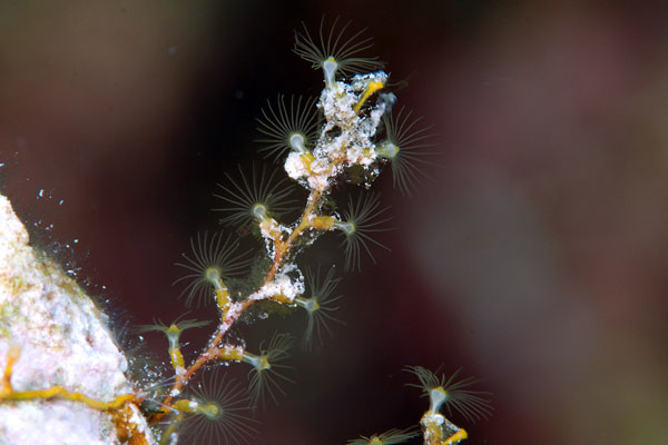 Shrubby Hydroid