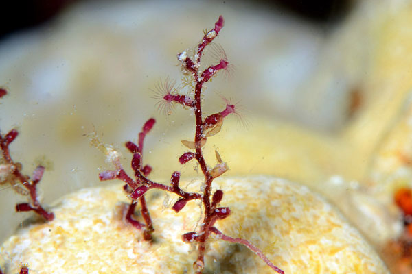 Shrubby Hydroid