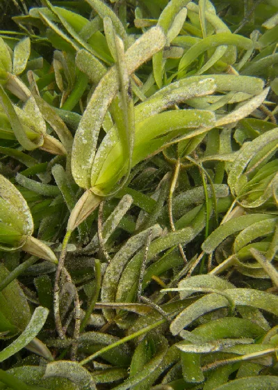 Sickle-leaved Cymodocea
