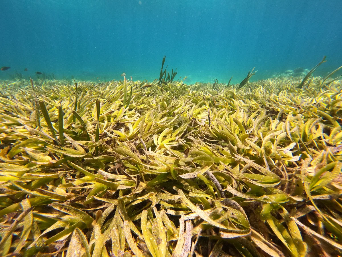 Seagrass Meadow