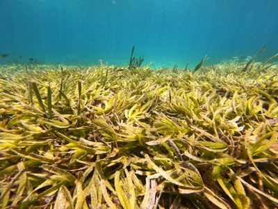 Seagrass Meadow