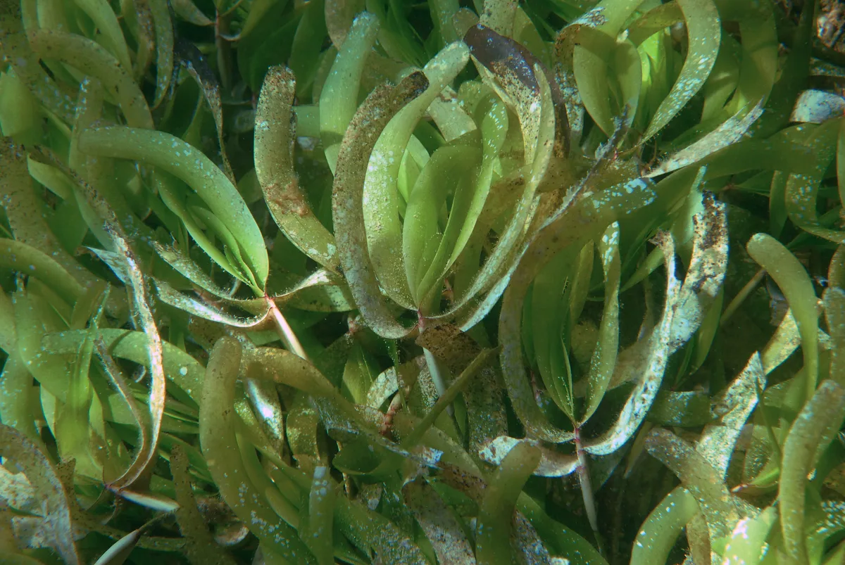 Thalassodendron ciliatum - Labattoir, Mayotte