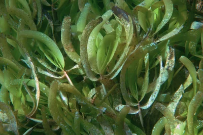 Thalassodendron ciliatum - Labattoir, Mayotte