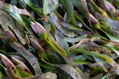 Thalassodendron ciliatum - Badung, ID-BA, ID