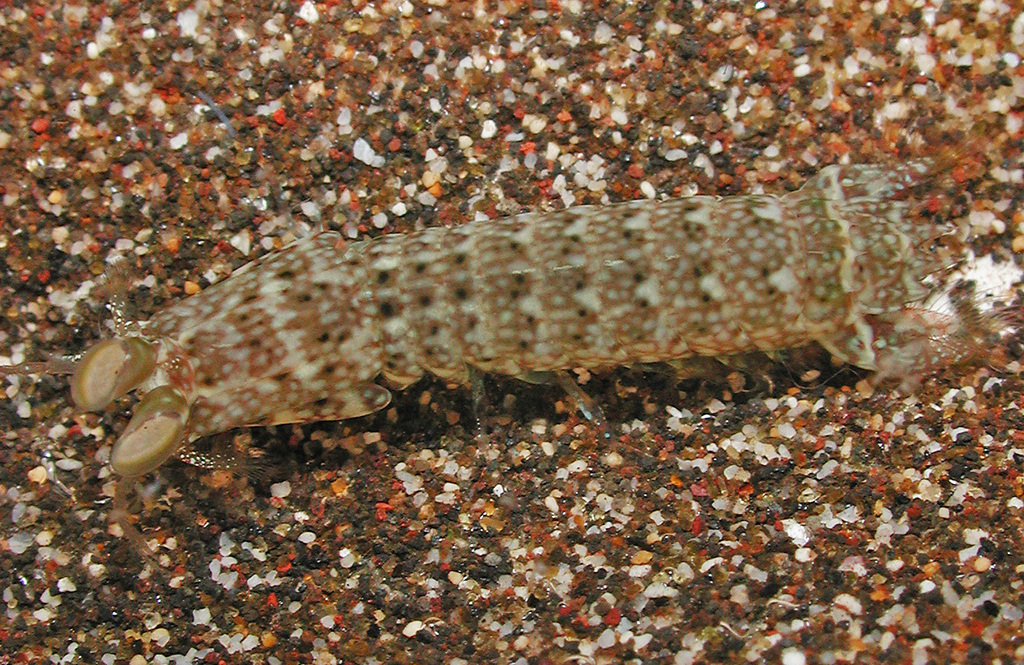 Sickle Mantis Shrimp