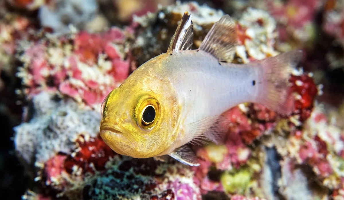 Sidespot Cardinalfish