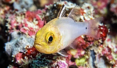 Sidespot Cardinalfish