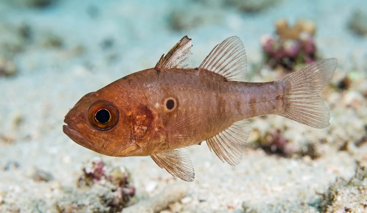 Sidespot Cardinalfish