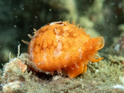 Cribrarula cribraria - Redland Bal, AU-QL, AU