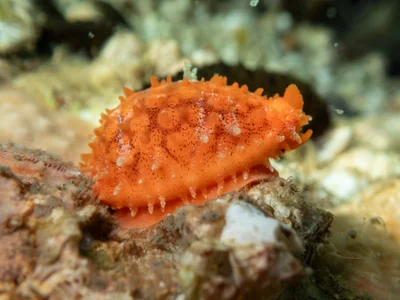 Cribrarula cribraria - Ballow St, Amity, QLD, AU