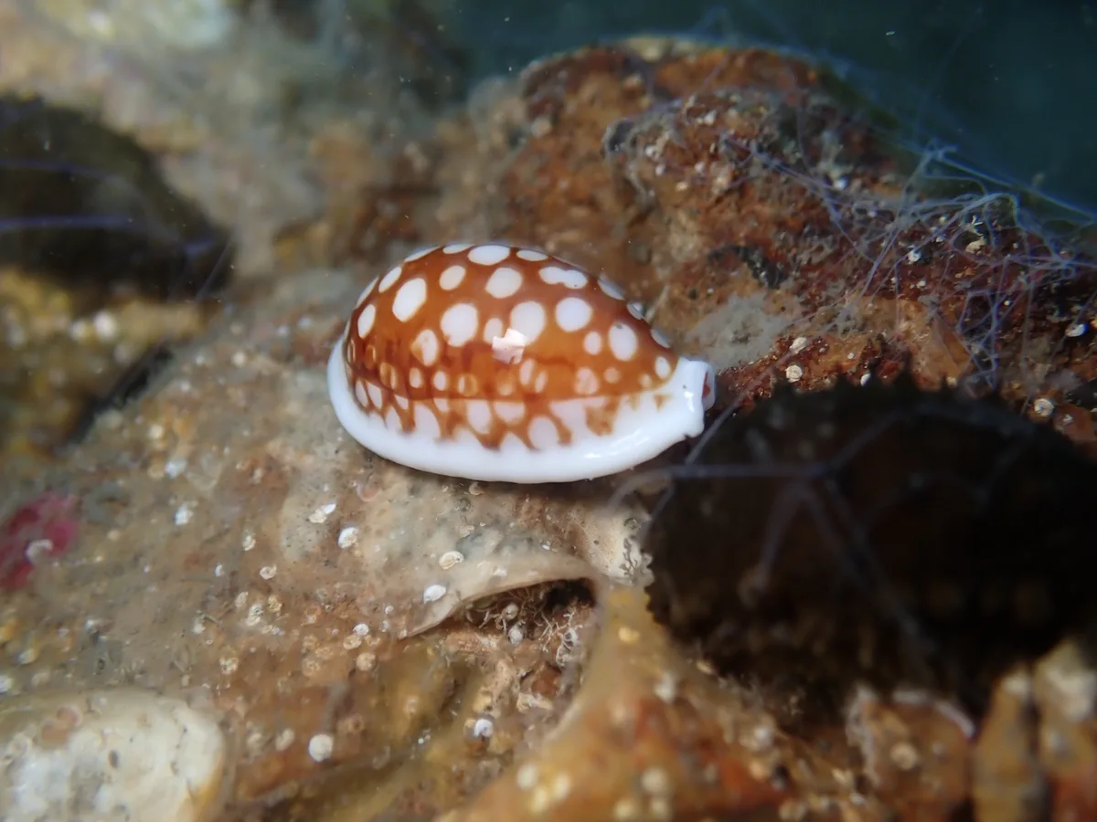Cribrarula cribraria - Mirimar St, Amity, QLD, AU