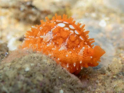 Cribrarula cribraria - Mirimar St, Amity, QLD, AU