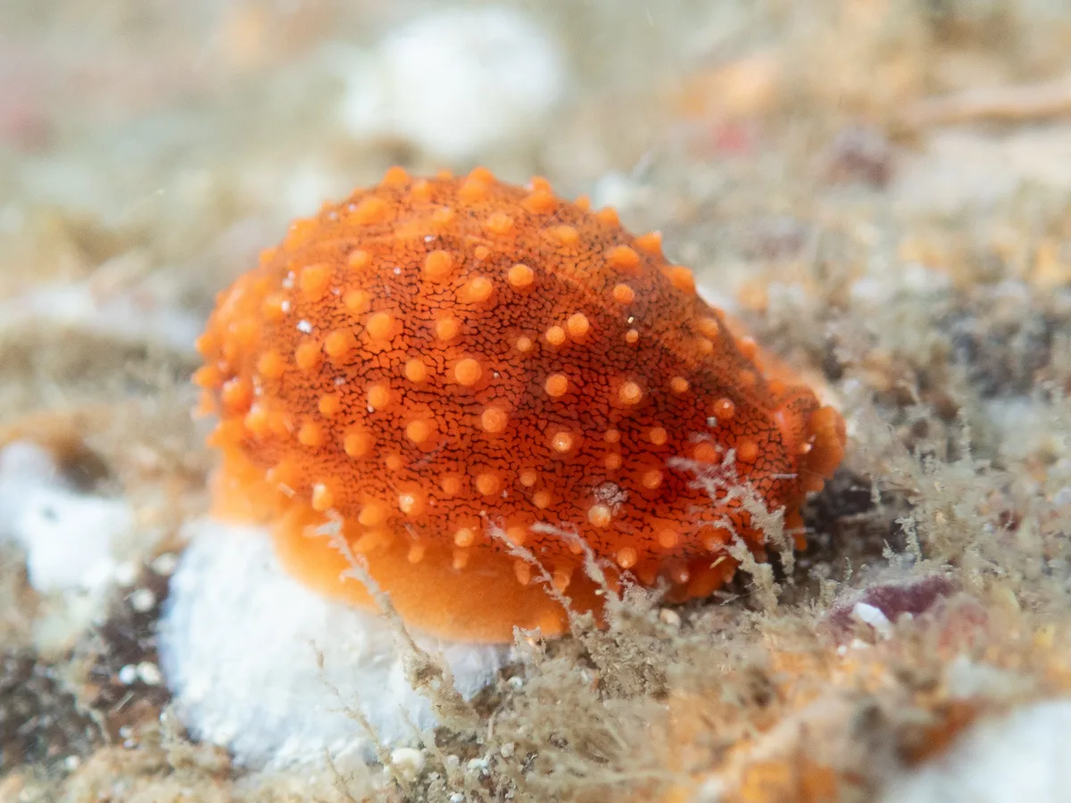 Cribrarula cribraria - Kindara St, Amity, QLD, AU