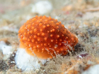 Cribrarula cribraria - Kindara St, Amity, QLD, AU