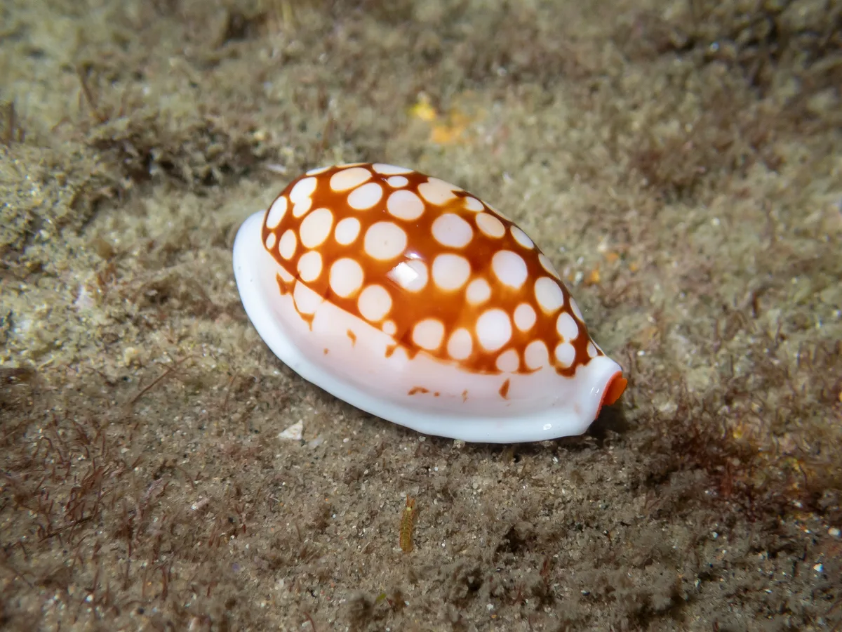 Cribrarula cribraria - Ballow St, Amity, QLD, AU