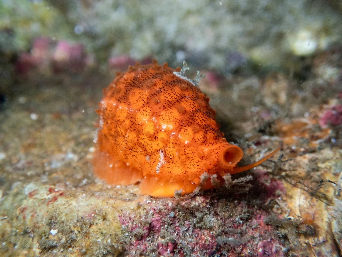 Cribrarula cribraria - Ballow St, Amity, QLD, AU