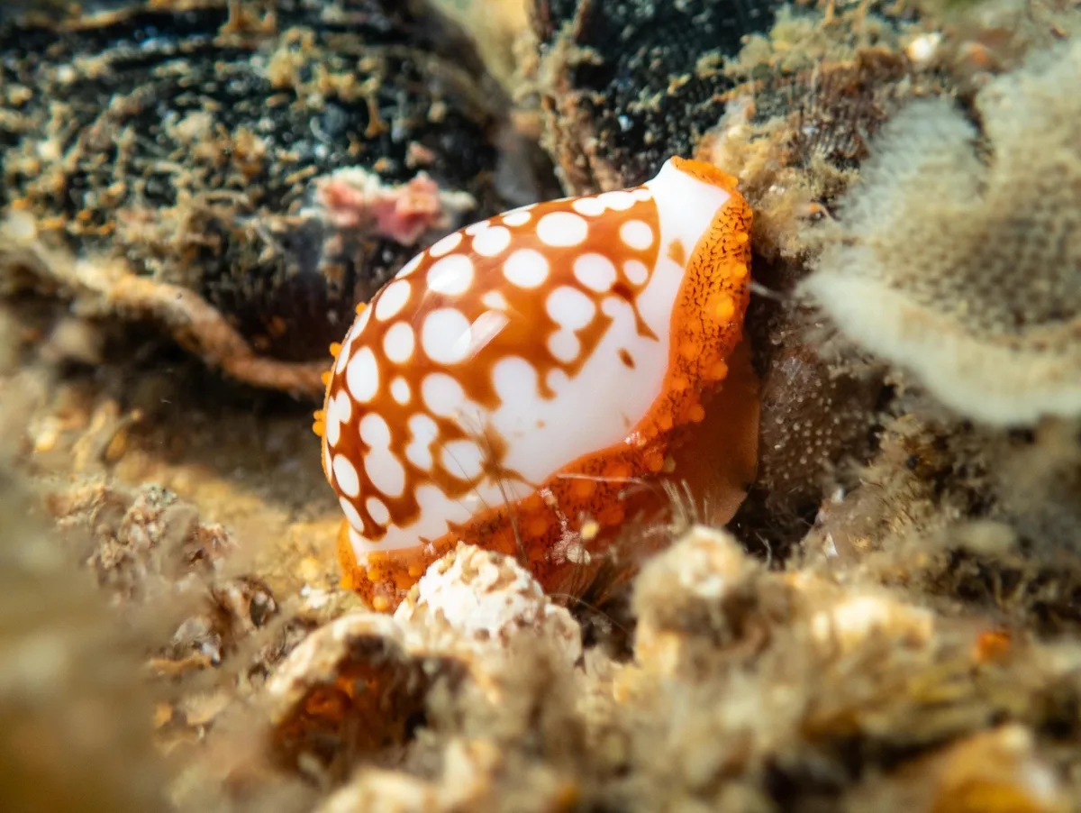 Cribrarula cribraria - Amity QLD 4183, Australia