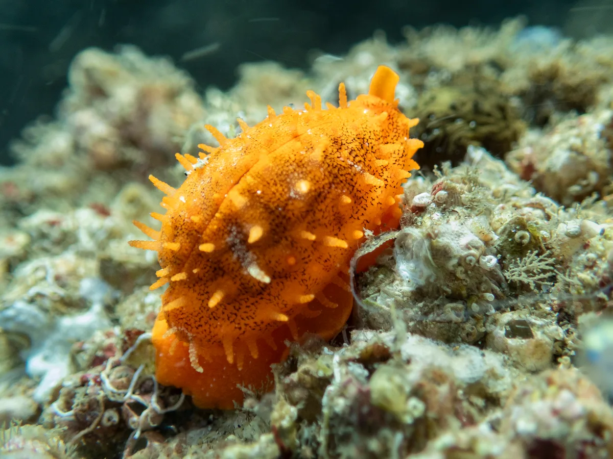 Cribrarula cribraria - Amity QLD 4183, Australia
