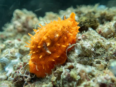 Cribrarula cribraria - Amity QLD 4183, Australia