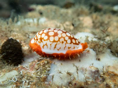 Cribrarula cribraria - Ballow St, Amity, QLD, AU