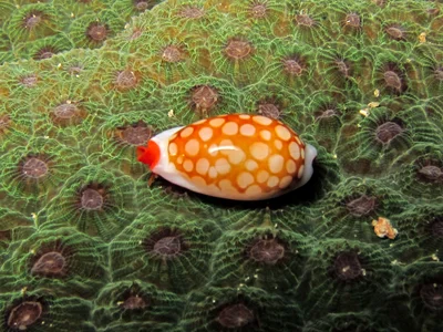 Cribrarula cribraria - Kolombangara, Solomon Islands