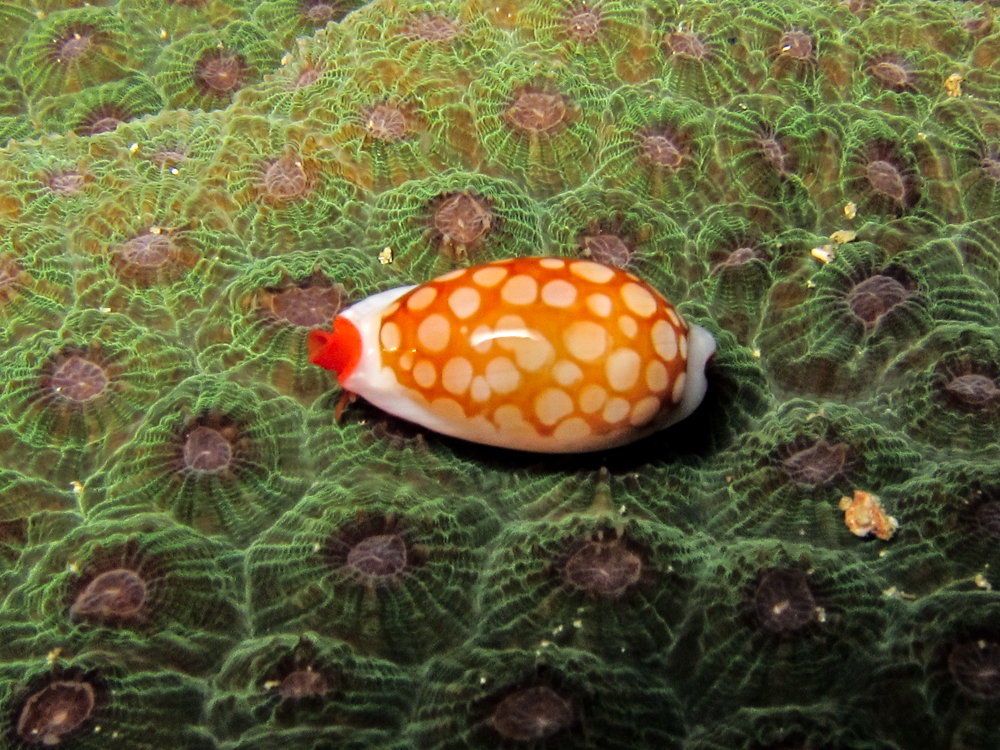 Cribrarula cribraria - Kolombangara, Solomon Islands