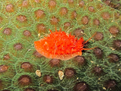 Cribrarula cribraria - Kolombangara, Solomon Islands