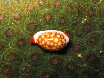 Cribrarula cribraria - Kolombangara, Solomon Islands