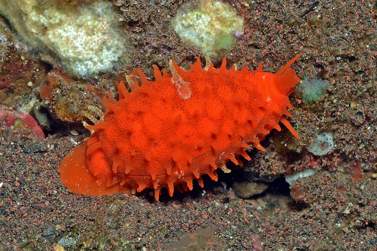 Cribrarula cribraria - Batuniti, near Tulamben, Kubu, Karangasem Regency, Bali, Indonesia