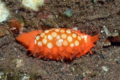 Cribrarula cribraria - Batuniti, near Tulamben, Kubu, Karangasem Regency, Bali, Indonesia