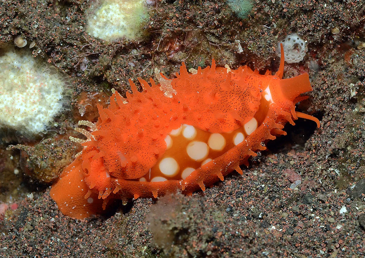 Cribrarula cribraria - Batuniti, near Tulamben, Kubu, Karangasem Regency, Bali, Indonesia