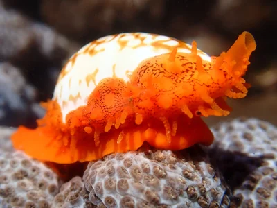 Cribrarula cribraria - Minnie Water NSW 2462, Australia
