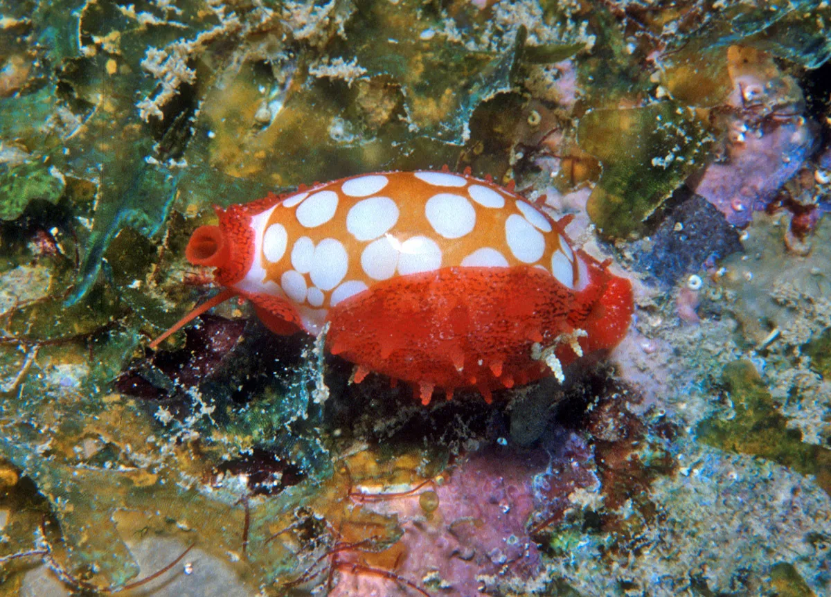 Cribrarula cribraria - Enewetak Atoll, RMI