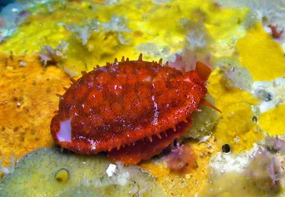 Cribrarula cribraria - Kwajalein Atoll, RMI