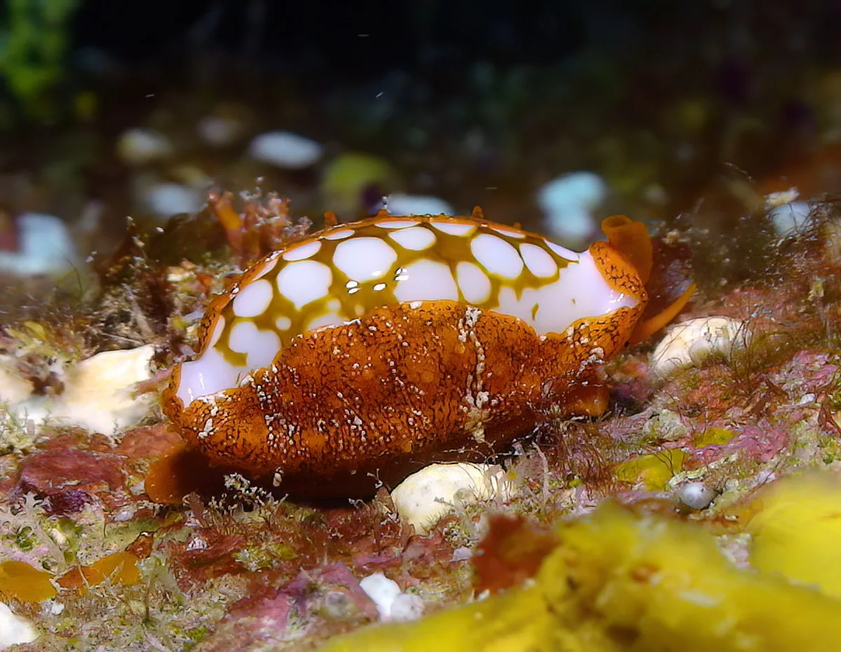 Cribrarula cribraria - Kwajalein Atoll, RMI