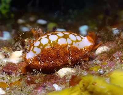 Cribrarula cribraria - Kwajalein Atoll, RMI
