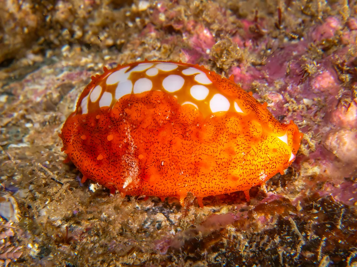Cribrarula cribraria - North West Solitary Island, Australia