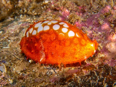Cribrarula cribraria - North West Solitary Island, Australia