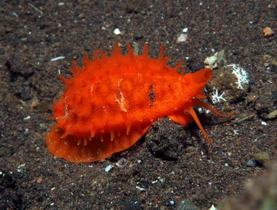 Cribrarula cribraria - Batuniti, near Tulamben, Kubu, Karangasem Regency, Bali, Indonesia